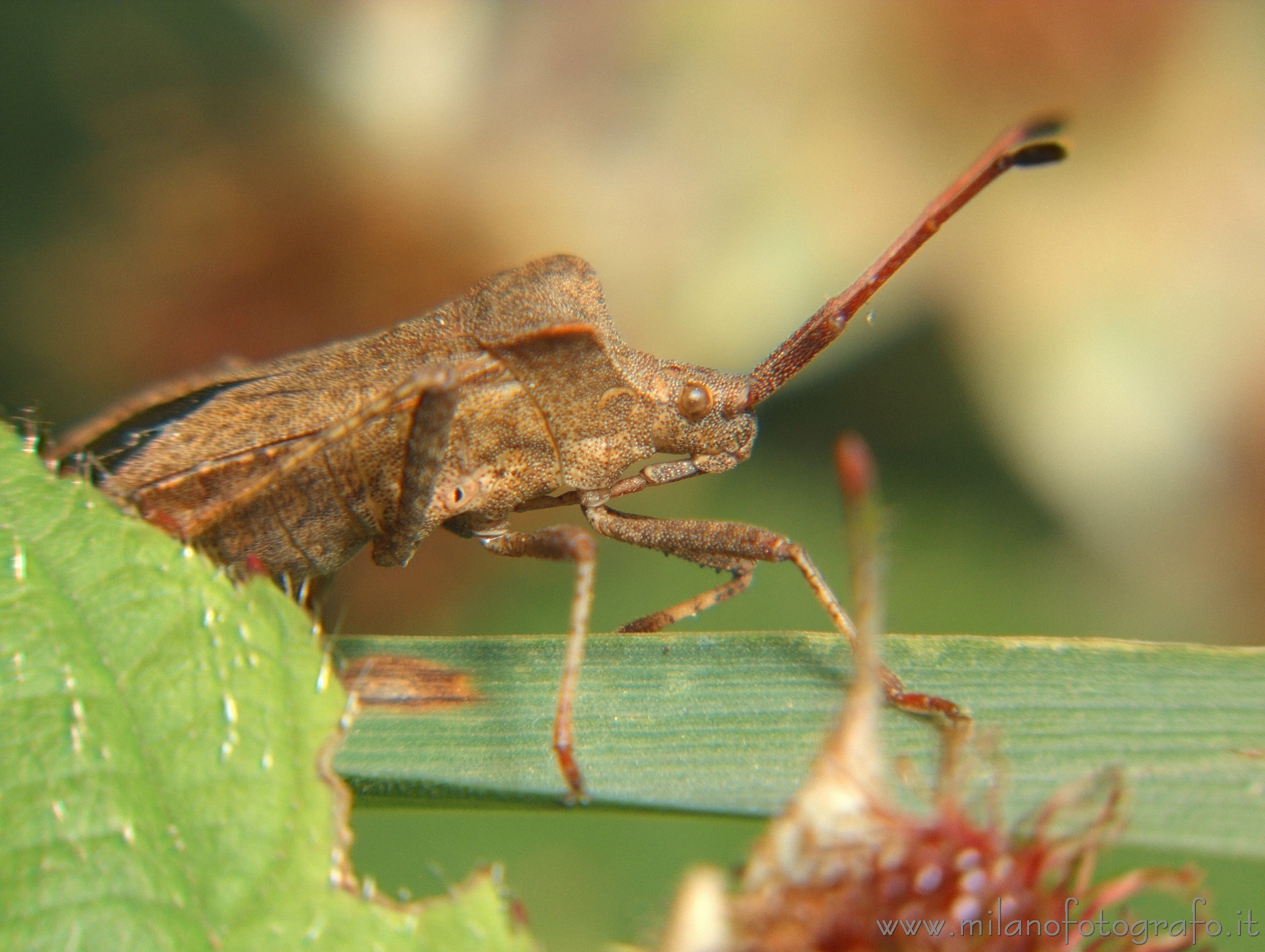 Rosazza (Biella, Italy) - Coreus marginatus